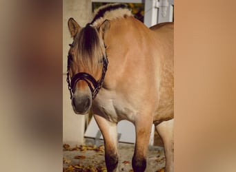 Fjordpferde, Stute, 7 Jahre, 14,1 hh, Falbe