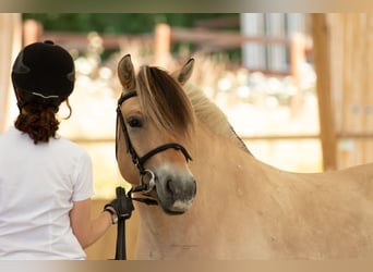 Fjord Horses, Mare, 8 years, 14.1 hh, Dun
