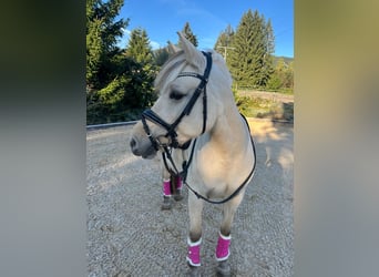 Fjord Horses, Mare, 8 years, 14.2 hh, Dun