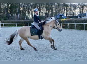 Fjord Horses, Mare, 8 years, 14.2 hh, Dun