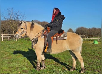 Fjord Horses, Mare, 8 years, 14,2 hh, Dun