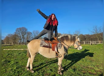 Fjord Horses, Mare, 8 years, 14,2 hh, Dun