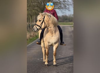 Fjord Horses, Mare, 9 years, 14.3 hh, Palomino