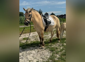 Fjord Horses, Mare, 9 years, 14,1 hh