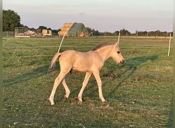 Fjord Horses, Mare, 9 years, 14,1 hh