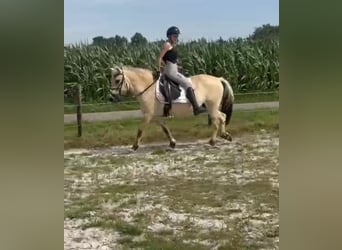 Fjord Horses, Mare, 9 years, 14,1 hh