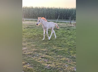 Fjord Horses, Mare, 9 years, 14,1 hh
