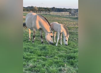 Fjord Horses, Mare, 9 years, 14,1 hh
