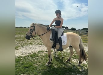Fjord Horses, Mare, 9 years, 14,1 hh