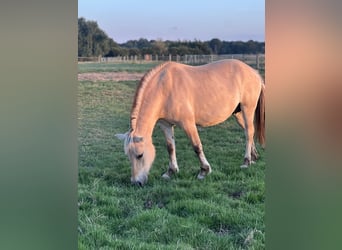 Fjord Horses, Mare, 9 years, 14,1 hh