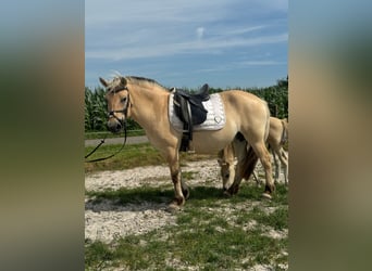 Fjord Horses, Mare, 9 years, 14,1 hh