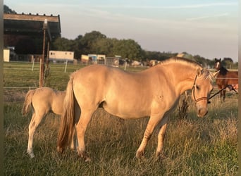 Fjord Horses, Mare, 9 years, 14,1 hh