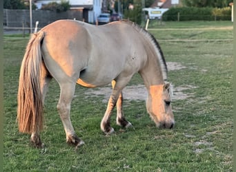 Fjord Horses, Mare, 9 years, 14,1 hh
