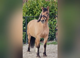 Fjord Horses, Mare, 9 years, 15.2 hh, Dun