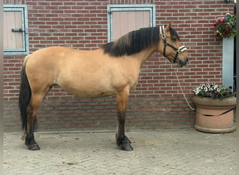 Fjord Horses, Mare, 9 years, 15 hh, Brown-Light