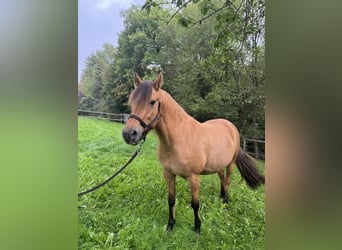 Fjord Horses Mix, Mare, 9 years, 15 hh, Dun