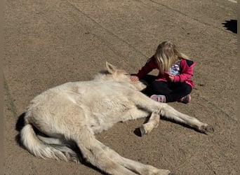 Fjord Horses, Mare, , 13,2 hh, Dun