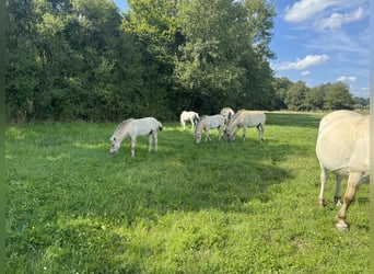 Fjordpferde, Stute, Fohlen (05/2024), 14,1 hh, Falbe