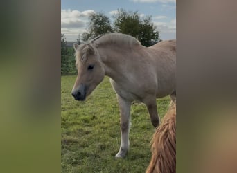 Fjord Horses, Mare, Foal (03/2025), 14,1 hh, Dun