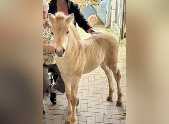Fjord Horses, Mare, Foal (05/2025), 14,2 hh, Dun