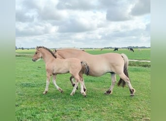 Fjord Horses Mix, Mare, Foal (04/2025)