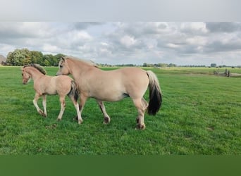 Fjord Horses Mix, Mare, Foal (04/2025)