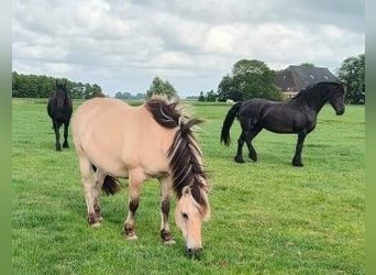Fjord Horses Mix, Mare, Foal (04/2025)