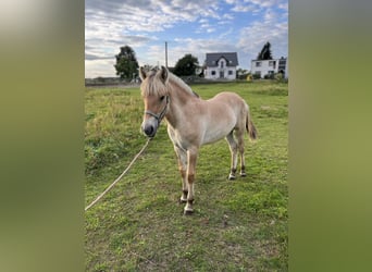 Fjord Horses, Mare, Foal (08/2026), Dun