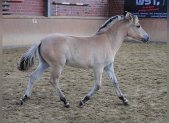 Fjord Horses, Mare, Foal (03/2023)