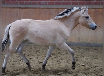 Fjord Horses, Mare, Foal (03/2023)