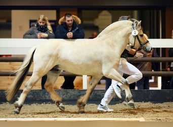 Fjord Horses, Stallion, 12 years, 14,1 hh, Dun