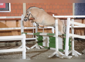 Fjord Horses, Stallion, 12 years, 14,1 hh, Dun