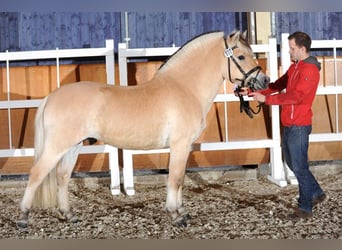 Fjord Horses, Stallion, 12 years, 14,1 hh, Dun