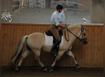 Fjord Horses, Stallion, 12 years, 14,1 hh, Dun