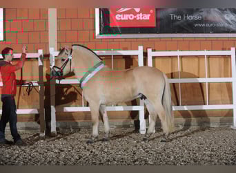 Fjord Horses, Stallion, 12 years, 14,1 hh, Dun