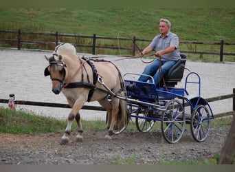 Fjord Horses, Stallion, 12 years, 14,1 hh, Dun