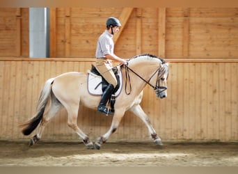 Fjord Horses, Stallion, 12 years, 14,2 hh, Dun