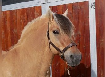 Fjord Horses, Stallion, 13 years, 14.2 hh