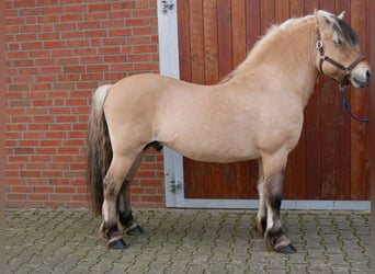 Fjord Horses, Stallion, 14 years, 14.2 hh