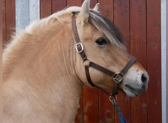 Fjord Horses, Stallion, 14 years, 14.2 hh