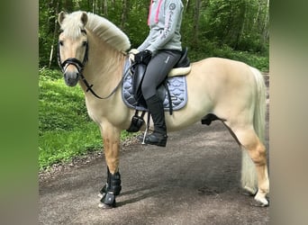 Fjord Horses, Stallion, 17 years, 14 hh, Dun