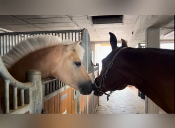 Fjord Horses, Stallion, 17 years, 14 hh, Dun