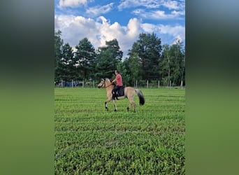 Fjord Horses, Stallion, 18 years, 14,1 hh, Red Dun