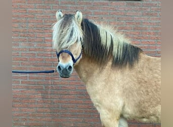 Fjord Horses, Stallion, 19 years, 14.2 hh, Buckskin