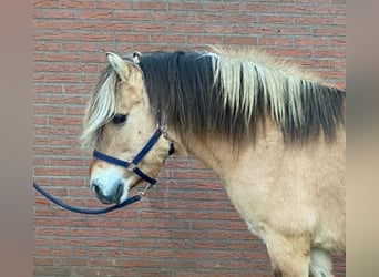 Fjord Horses, Stallion, 19 years, 14.2 hh, Buckskin