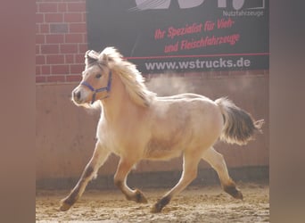 Fjord Horses, Stallion, 1 year, 12,2 hh