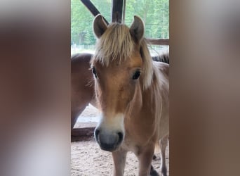 Fjord Horses, Stallion, 1 year, 12,2 hh, Dun