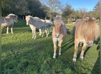 Fjord Horses, Stallion, 1 year, 14,1 hh, Bay