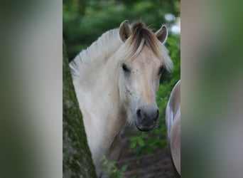 Fjord Horses, Stallion, 1 year, 14,1 hh, Brown Falb mold