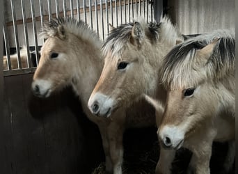 Fjord Horses, Stallion, 1 year, 14.2 hh, Dun